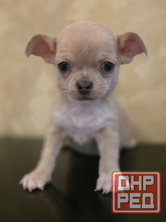 Щенки чихуахуа Донецк - изображение 4