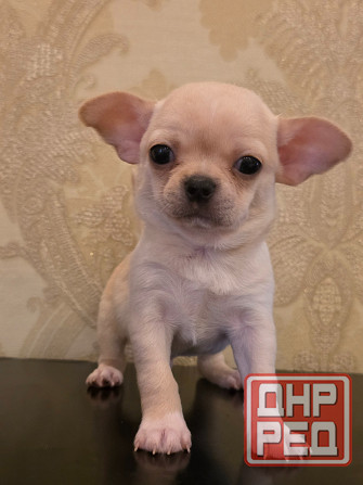 Щенки чихуахуа Донецк - изображение 2