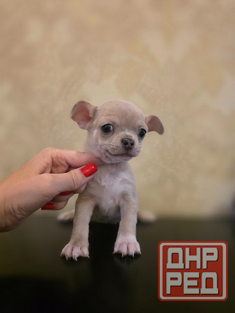 Щенки чихуахуа Донецк - изображение 5