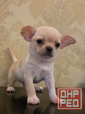 Щенки чихуахуа Донецк - изображение 1