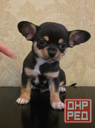 Щенки чихуахуа Донецк - изображение 7