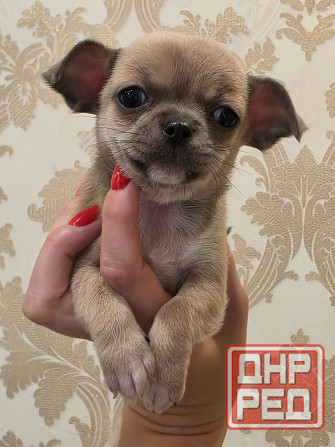 Щенки чихуахуа Донецк - изображение 8