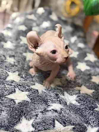 Мальчик Эльф Донецк