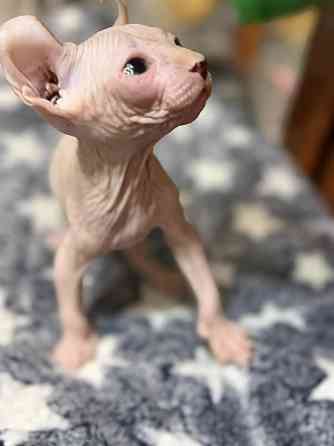 Мальчик Эльф Донецк