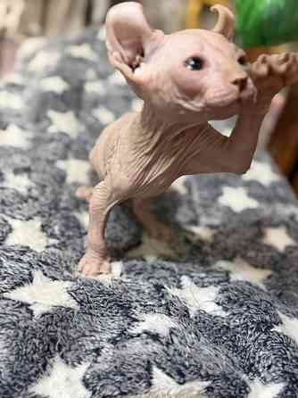 Мальчик Эльф Донецк