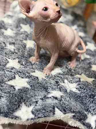 Мальчик Эльф Донецк