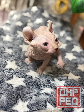 Мальчик Эльф Донецк - изображение 1