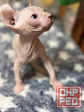 Мальчик Эльф Донецк - изображение 3