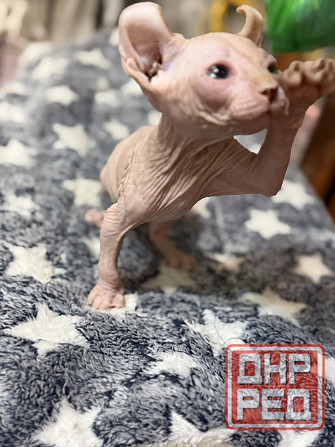 Мальчик Эльф Донецк - изображение 4