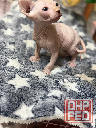 Мальчик Эльф Донецк - изображение 2