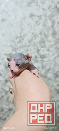 Мальчик конадского сфинкса эльф Донецк - изображение 1