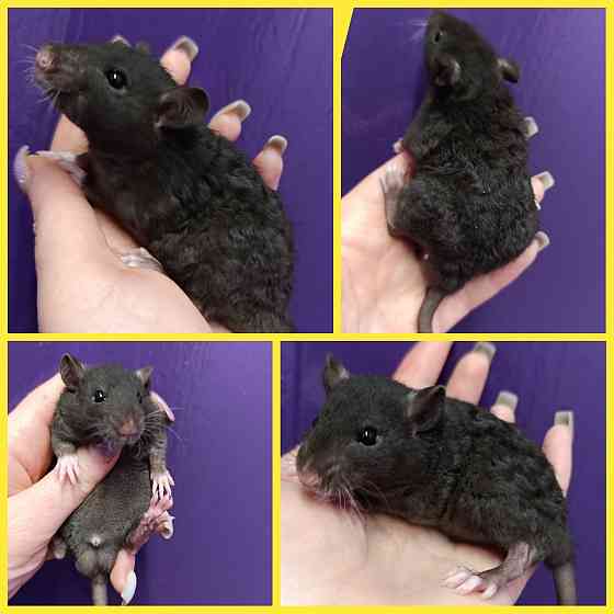 Кучерявый крысенок мальчишка Донецк