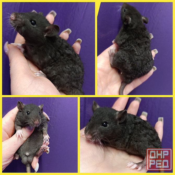 Кучерявый крысенок мальчишка Донецк - изображение 1