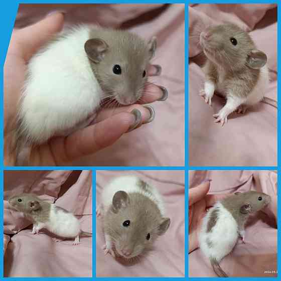 Мальчик Дамбо Донецк