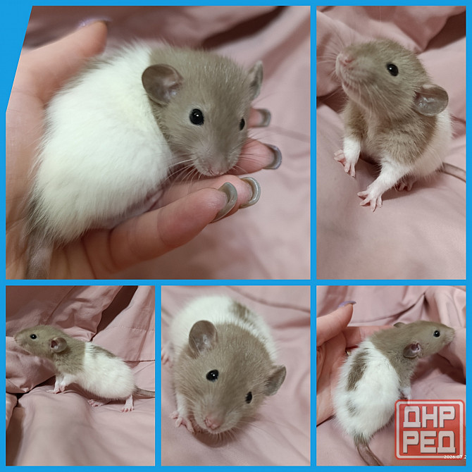 Мальчик Дамбо Донецк - изображение 1