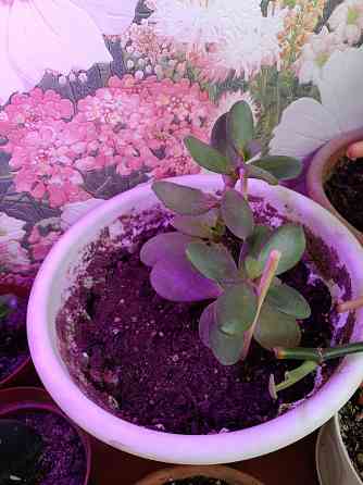 Крассула оватта Донецк