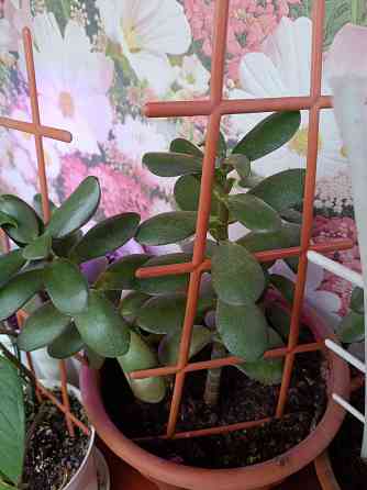 Крассула оватта Донецк