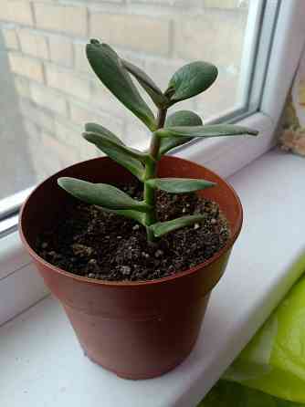 Крассула оватта Донецк