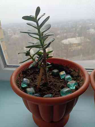 Крассула оватта Донецк