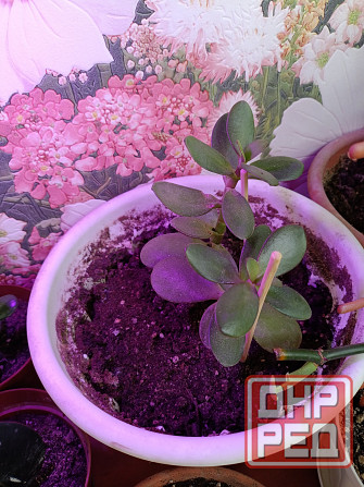 Крассула оватта Донецк - изображение 3