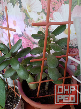 Крассула оватта Донецк - изображение 2