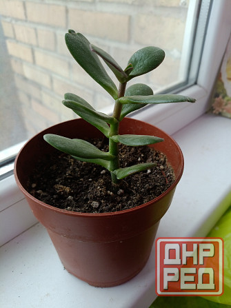 Крассула оватта Донецк - изображение 4