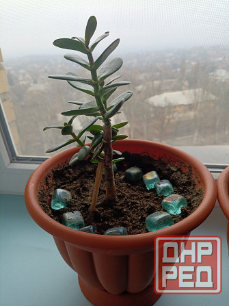 Крассула оватта Донецк - изображение 1