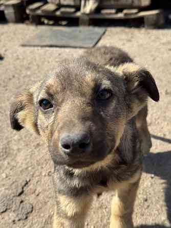 Щенок в добрые руки Донецк