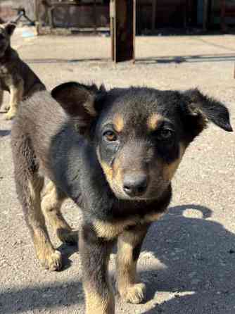 Щенок в добрые руки Донецк