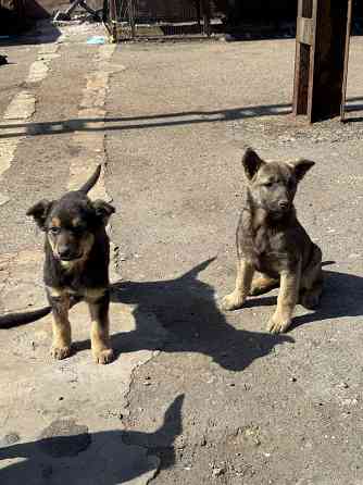 Щенок в добрые руки Донецк