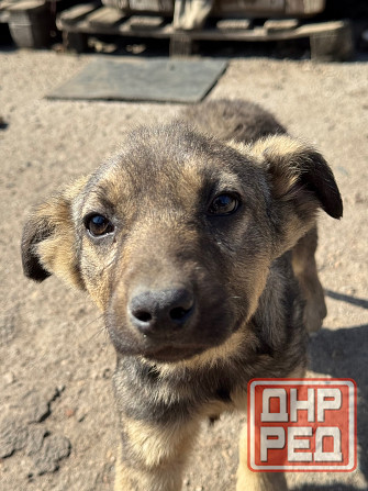 Щенок в добрые руки Донецк - изображение 3