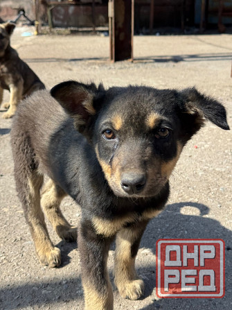 Щенок в добрые руки Донецк - изображение 1