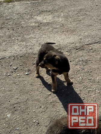 Щенок в добрые руки Донецк - изображение 2