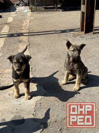 Щенок в добрые руки Донецк - изображение 4