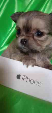 Девочка, мини Донецк