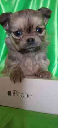 Девочка, мини Донецк