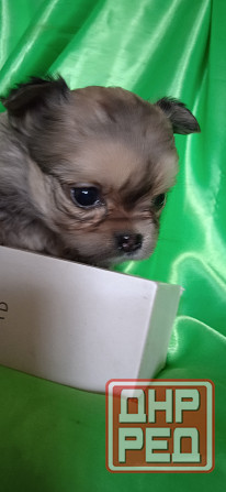 Девочка, мини Донецк - изображение 1