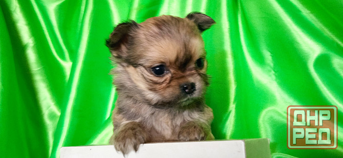 Девочка, мини Донецк - изображение 4