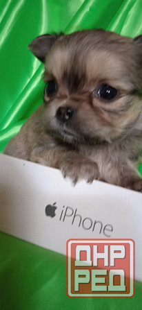 Девочка, мини Донецк - изображение 2