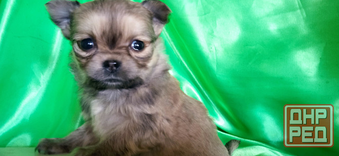 Девочка, мини Донецк - изображение 5