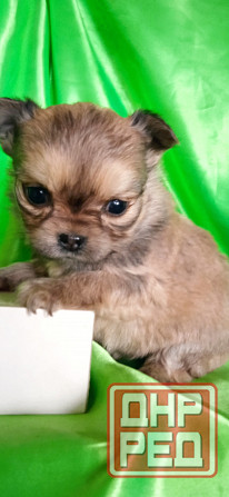 Девочка, мини Донецк - изображение 6