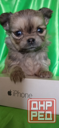 Девочка, мини Донецк - изображение 3