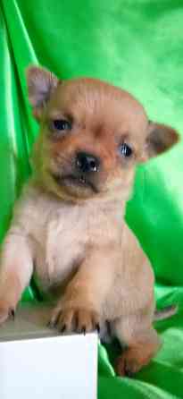 Мальчик, мини Донецк