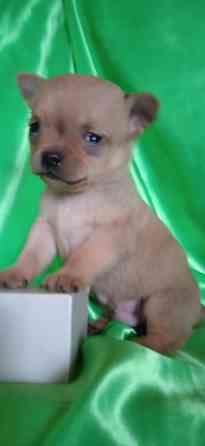 Мальчик, мини Донецк