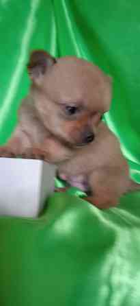 Мальчик, мини Донецк