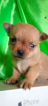 Мальчик, мини Донецк