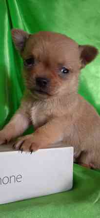 Мальчик, мини Донецк