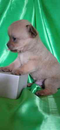 Мальчик, мини Донецк