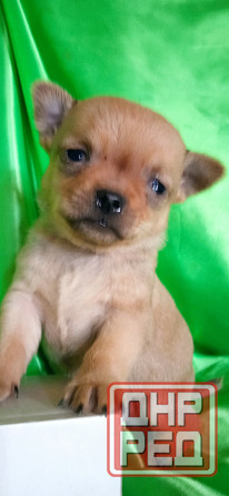 Мальчик, мини Донецк - изображение 3