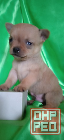 Мальчик, мини Донецк - изображение 1